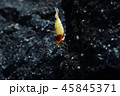 レッドビーシュリンプ 45845371