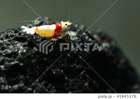 レッドビーシュリンプ 45845376