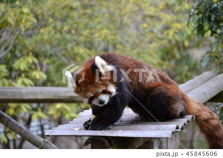 レッサーパンダ レッサーパンダ 45845606