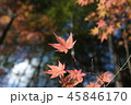寒い冬を連想させる紅葉 45846170