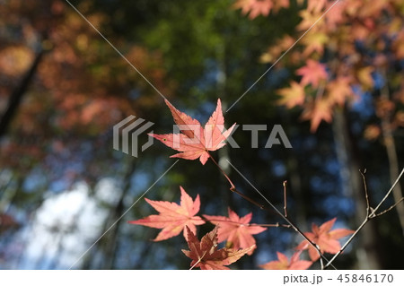寒い冬を連想させる紅葉 45846170