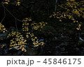寒い冬を連想させる紅葉 45846175