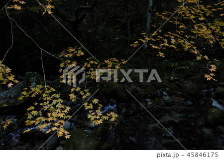 寒い冬を連想させる紅葉 寒い冬を連想させる紅葉 45846175