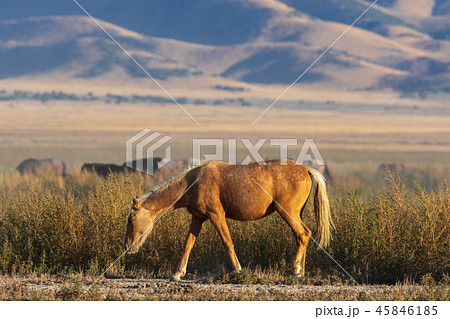 Wild horse in the Utah Desert Wild horse in the Utah Desert 45846185