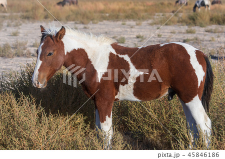 Wild horse in the Utah Desert Wild horse in the Utah Desert 45846186
