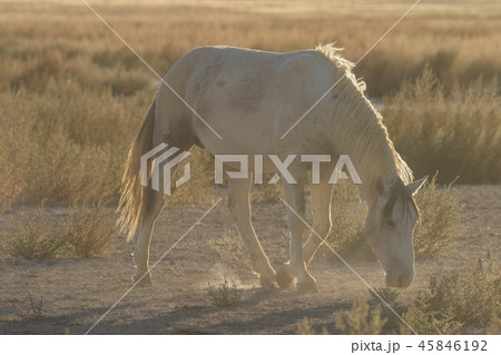 Wild horse in the Utah Desert Wild horse in the Utah Desert 45846192