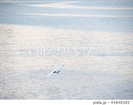 birds at riverside birds at riverside 45846385