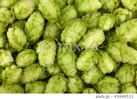 Close up background of fresh green beer hops Close up background of fresh green beer hops 45846511