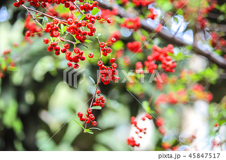 群衆 密集 人ごみ 45847517