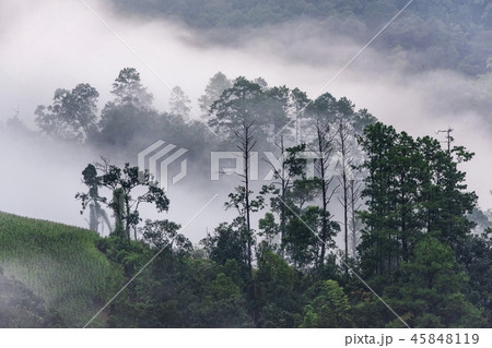 Beautiful morning of forest covered by low clouds Beautiful morning of forest covered by low clouds 45848119