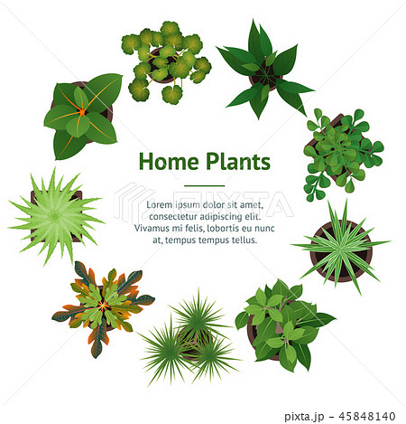 Realistic Detailed 3d Top View Green Plants Banner Card Circle . Vector Realistic Detailed 3d Top View Green Plants Banner Card Circle . Vector 45848140