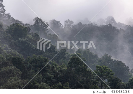 Beautiful morning of forest covered by low clouds 45848158