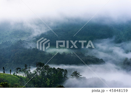Beautiful morning of forest covered by low clouds Beautiful morning of forest covered by low clouds 45848159