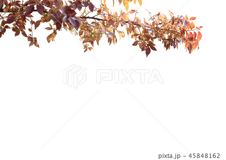 紅葉　切り抜き 45848162