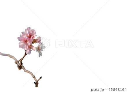 桜 切り抜きのイラスト素材 45848164 Pixta