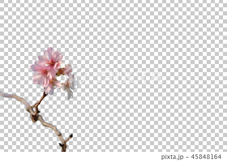 桜　切り抜き 45848164