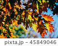 Yellow And Orange Autumn Tree Leaves In Fall 45849046