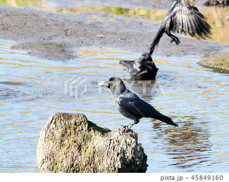 水辺のカラス 水辺のカラス 45849160