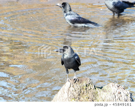 水辺のカラス 水辺のカラス 45849161