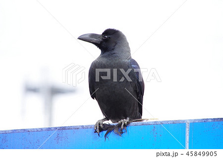 ハシブトガラス 45849905