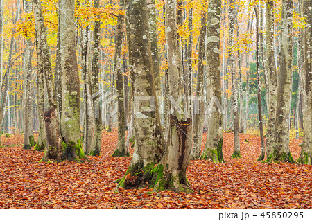 新潟_絶景_美人林_紅葉 45850295