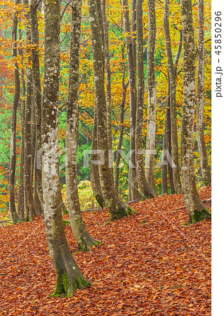 新潟_絶景_美人林_紅葉 新潟_絶景_美人林_紅葉 45850296