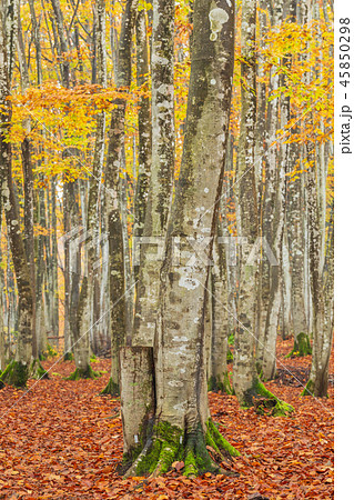 新潟_絶景_美人林_紅葉 新潟_絶景_美人林_紅葉 45850298