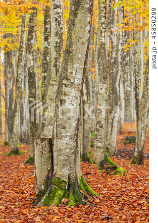 新潟_絶景_美人林_紅葉 新潟_絶景_美人林_紅葉 45850299