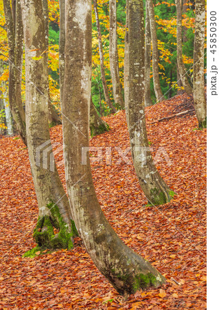 新潟_絶景_美人林_紅葉 45850300