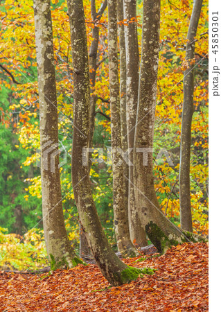 新潟_絶景_美人林_紅葉 新潟_絶景_美人林_紅葉 45850301