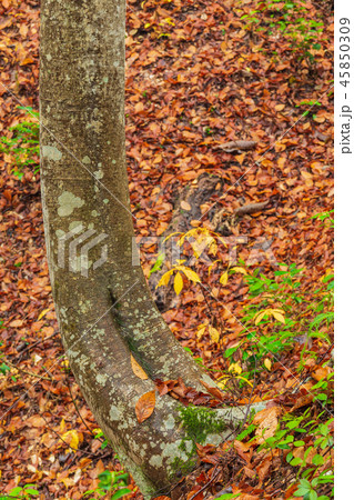 新潟_絶景_美人林_紅葉 新潟_絶景_美人林_紅葉 45850309