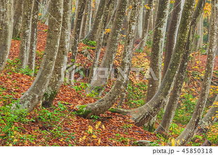 新潟_絶景_美人林_紅葉 新潟_絶景_美人林_紅葉 45850318
