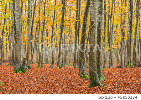 新潟_絶景_美人林_紅葉 45850324