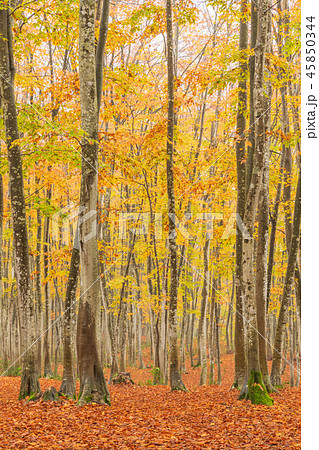 新潟_絶景_美人林_紅葉 新潟_絶景_美人林_紅葉 45850344