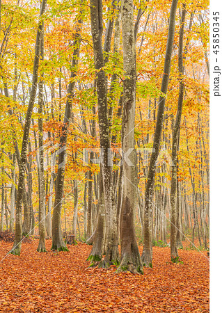 新潟 絶景 美人林 紅葉の写真素材
