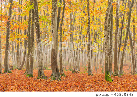新潟_絶景_美人林_紅葉 新潟_絶景_美人林_紅葉 45850348