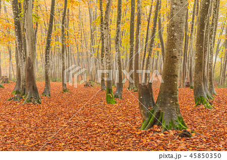 新潟_絶景_美人林_紅葉 45850350