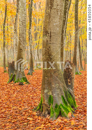 新潟_絶景_美人林_紅葉 新潟_絶景_美人林_紅葉 45850354