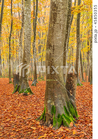 新潟 絶景 美人林 紅葉の写真素材