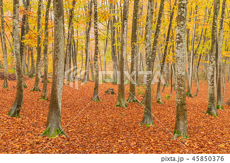 新潟_絶景_美人林_紅葉 45850376