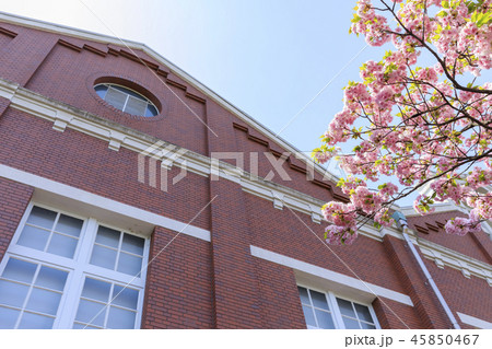 大阪造幣局・桜の通り抜け 大阪造幣局・桜の通り抜け 45850467