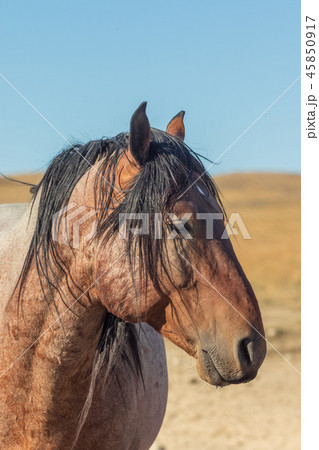 Wild Horse Portrait Wild Horse Portrait 45850917