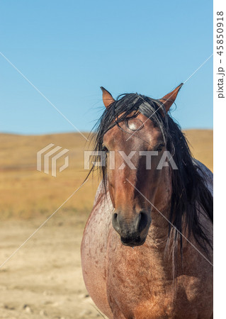 Wild Horse Portrait 45850918