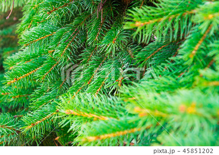 Beautiful spiky green spruce branches as background 45851202
