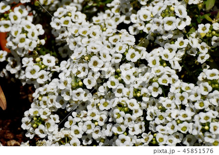 三鷹中原に咲くアリッサム(スイートアリッサム) 三鷹中原に咲くアリッサム(スイートアリッサム) 45851576