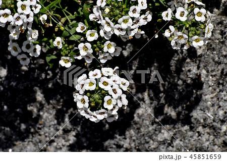 三鷹中原に咲くアリッサム（スイートアリッサム） 45851659