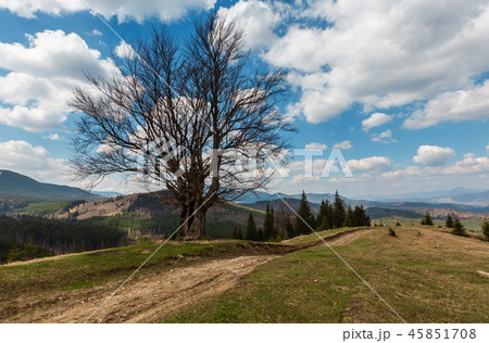 Beech tree in spring mountains Beech tree in spring mountains 45851708