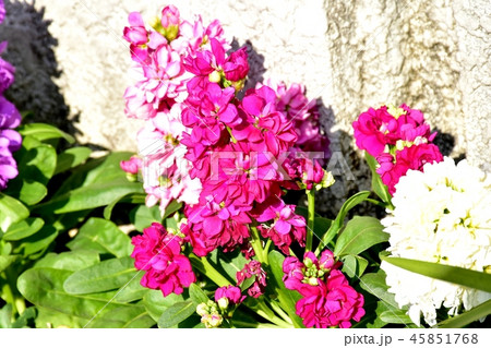 三鷹中原に咲くストック 45851768