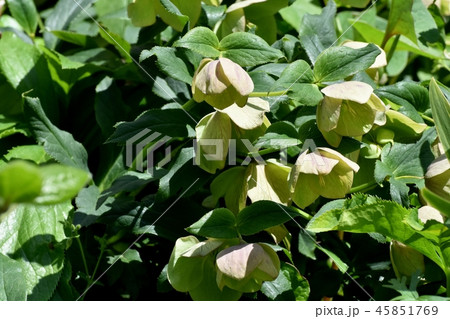 三鷹中原に咲くクリスマスローズ 45851769