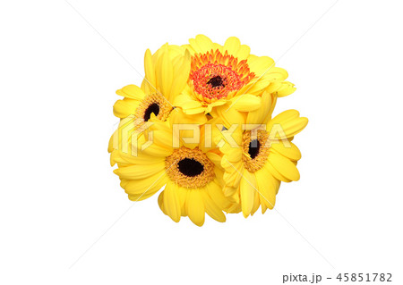 ガーベラの花束 ガーベラの花束 45851782